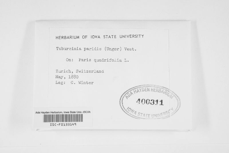 Urocystis paridis image