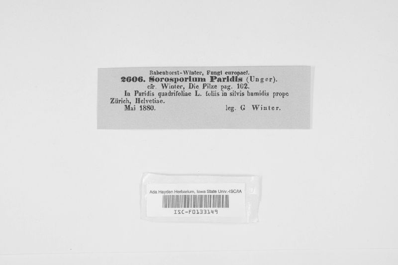 Urocystis paridis image