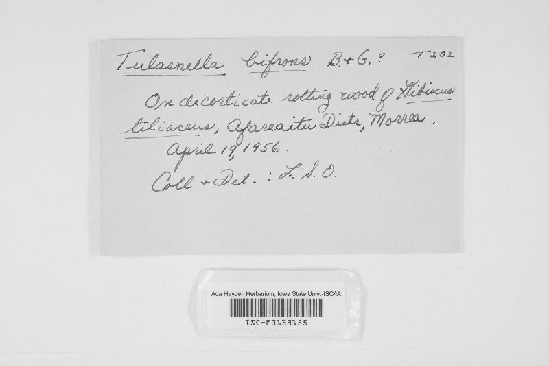 Tulasnella bifrons image