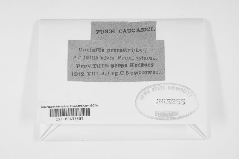 Erysiphe prunastri image