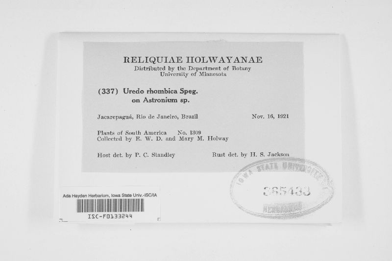 Uredo rhombica image