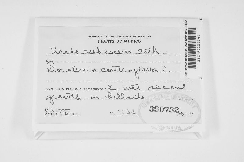 Uredo rubescens image
