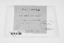 Uromyces ambiguus image
