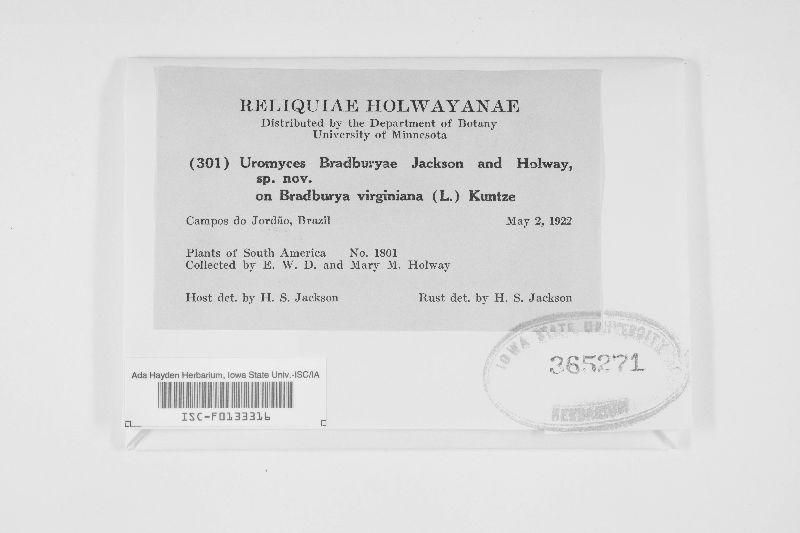 Uromyces bradburyae image