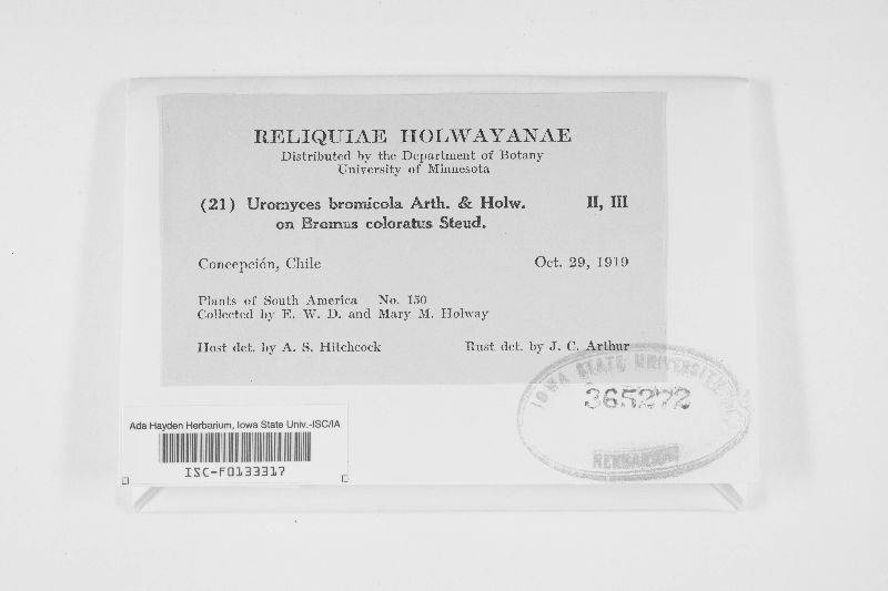 Uromyces bromicola image