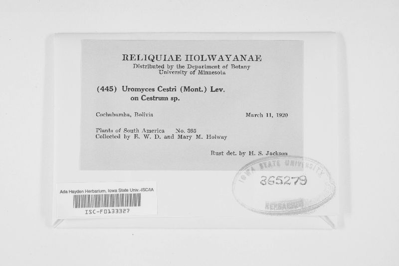 Uromyces cestri image