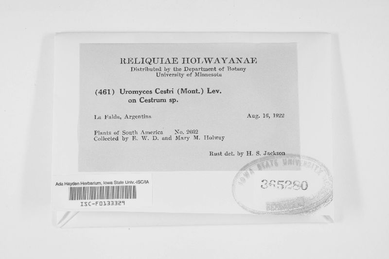 Uromyces cestri image