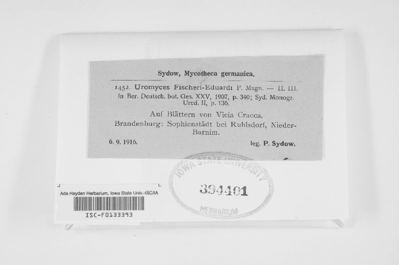 Uromyces fischeri-eduardi image