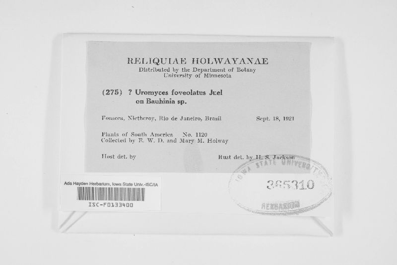Uromyces foveolatus image