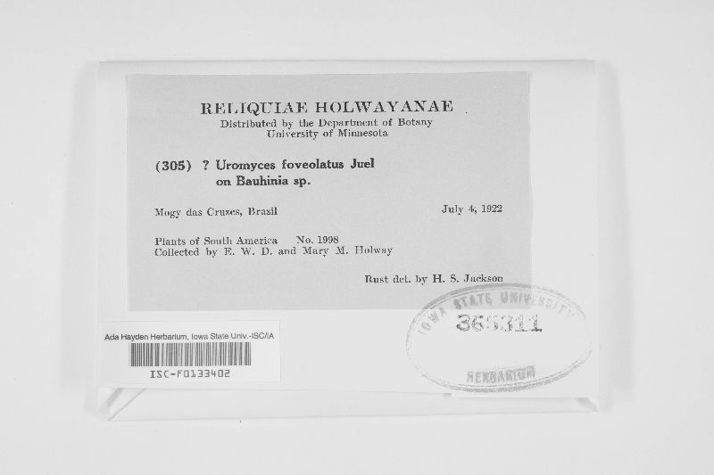 Uromyces foveolatus image