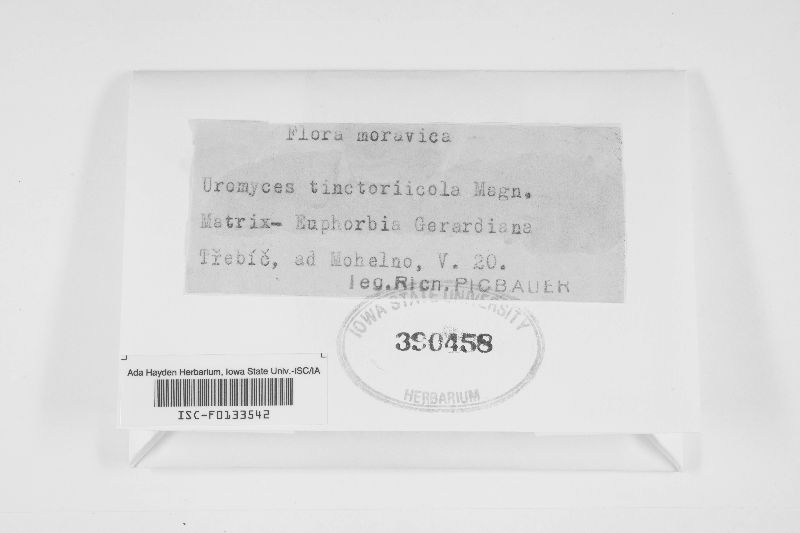 Uromyces tinctoriicola image