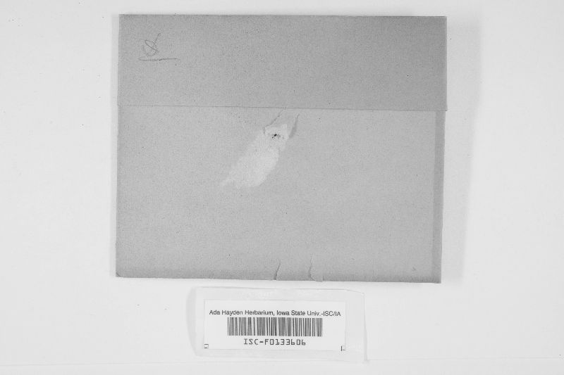 Ustilago bullata image