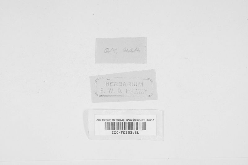 Ustilago panici-proliferi image