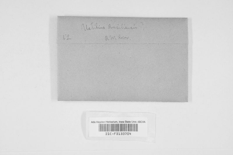 Kretzschmaria pavimentosa image