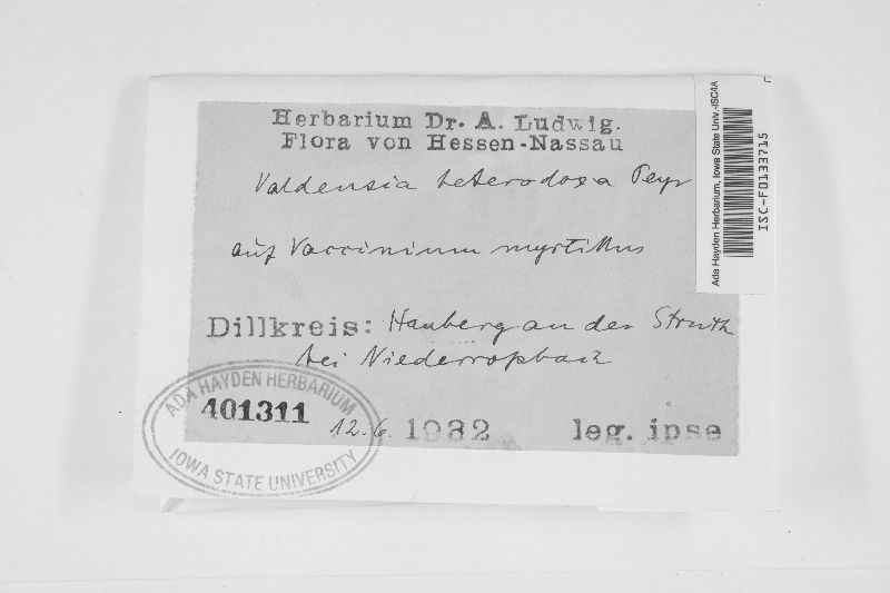 Valdensia heterodoxa image