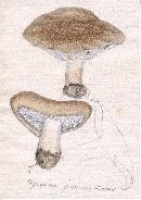 Tricholoma pessundatum image