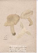 Agaricus spermaticus image