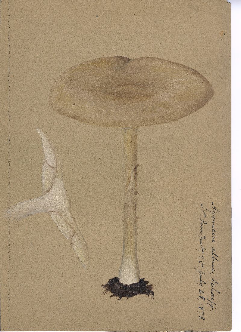 Agaricus albus image