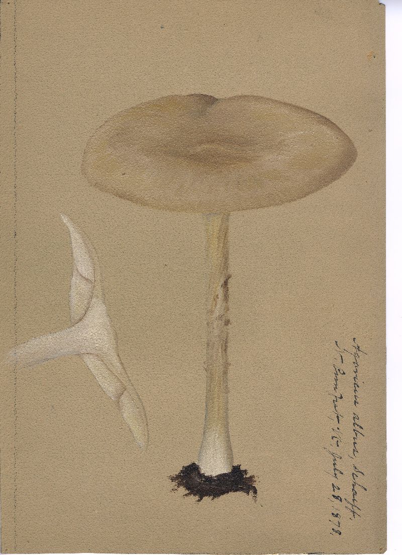 Agaricus albus image