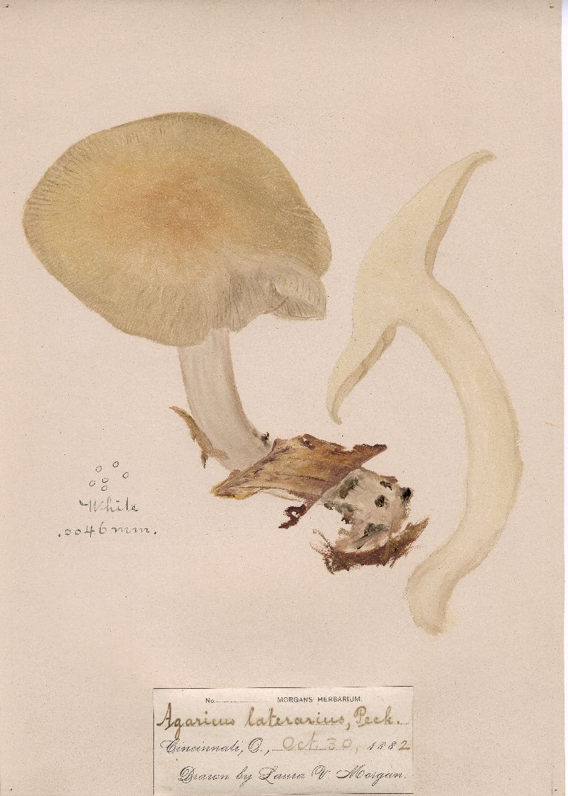 Agaricus laterarius image