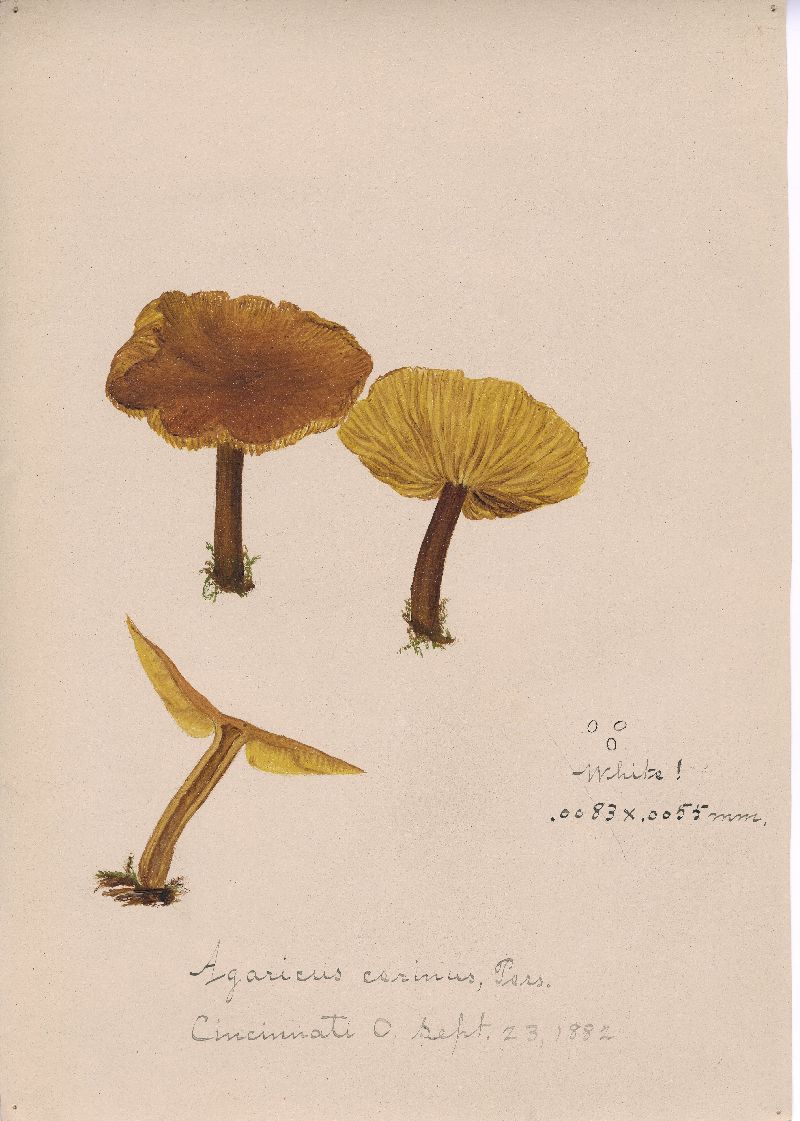 Rugosomyces chrysenteron image