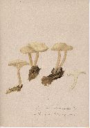 Clitocybe truncicola image