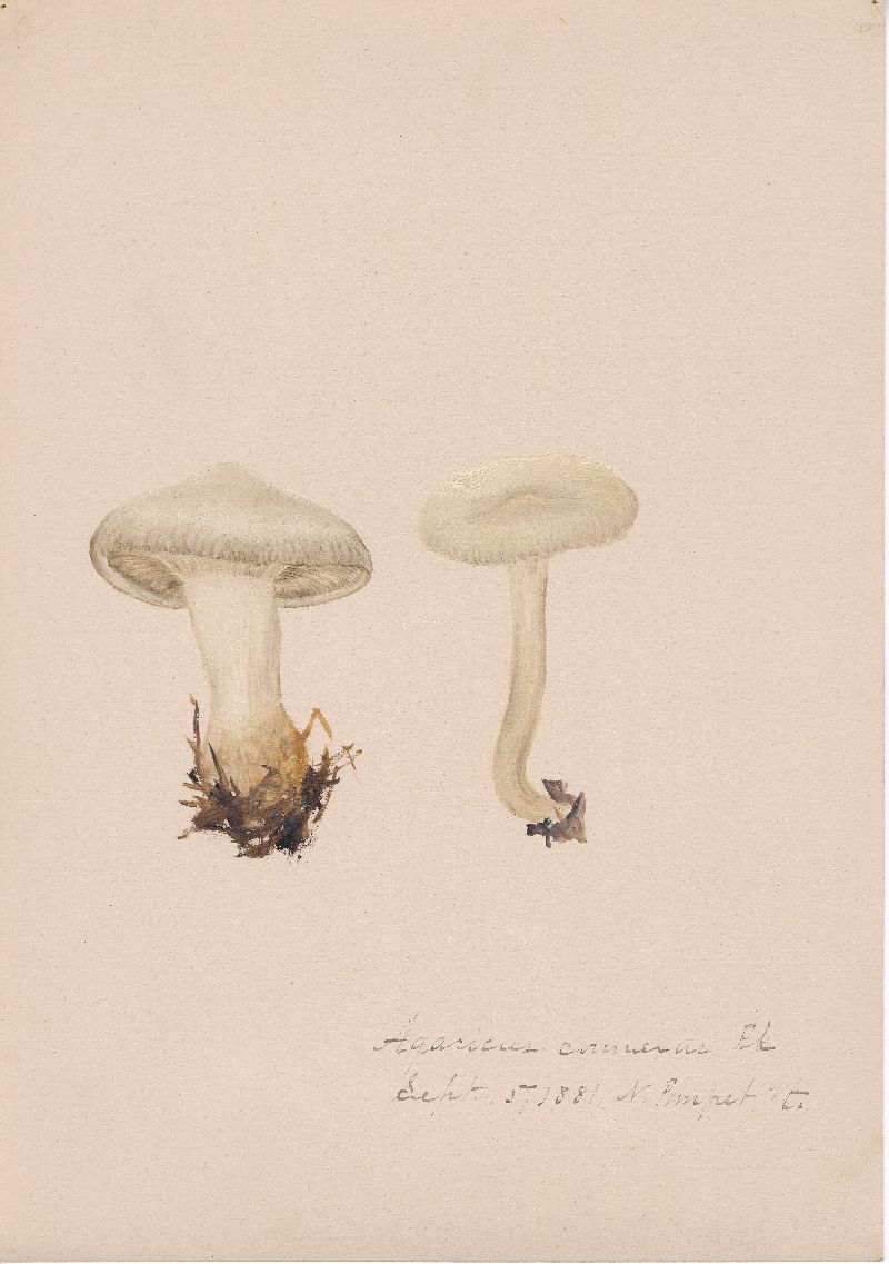 Agaricus connexus image