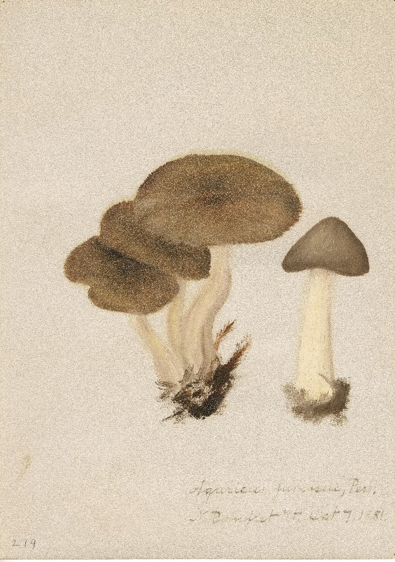 Agaricus fumosus image