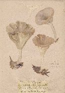 Clitocybe infundibuliformis image