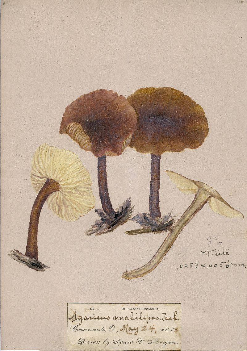 Agaricus amabilipes image