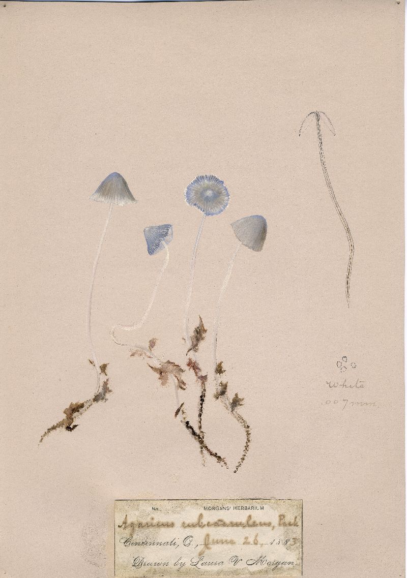 Agaricus subcaeruleus image