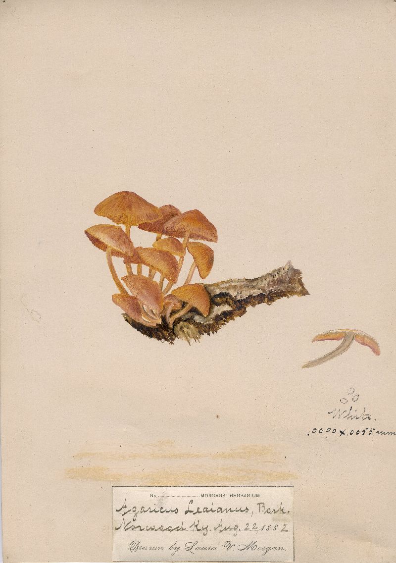 Agaricus leaianus image