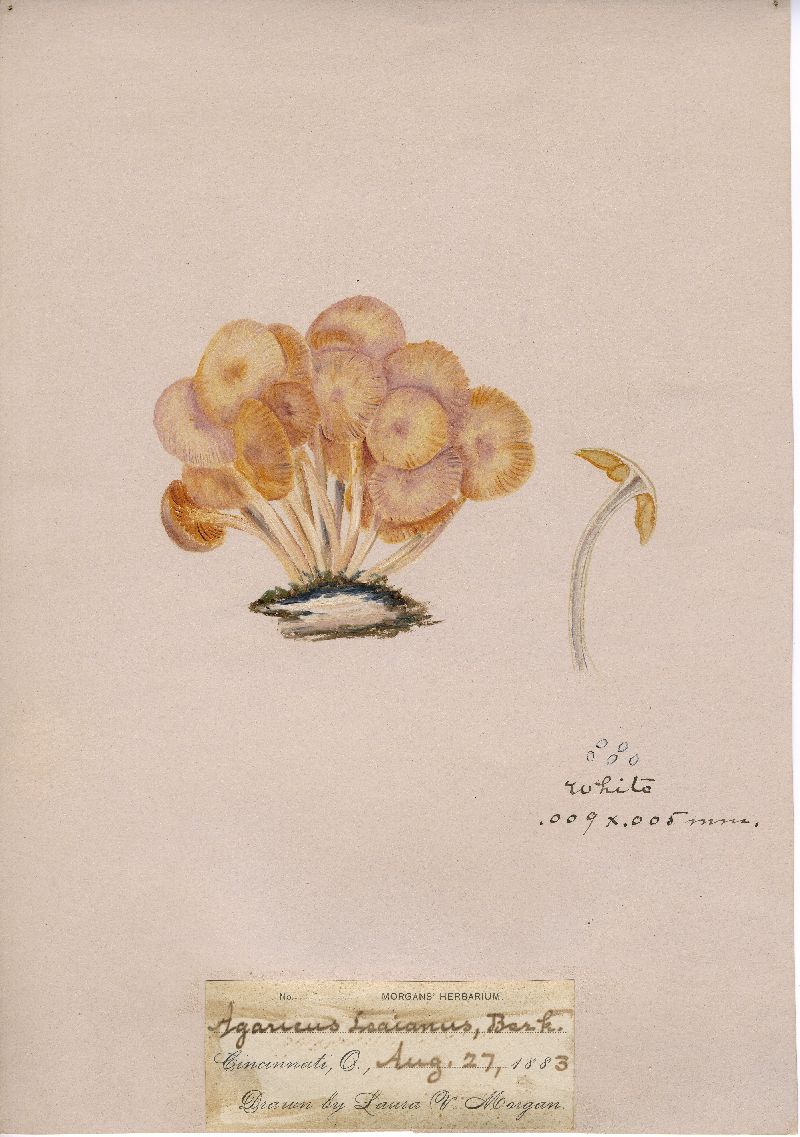 Agaricus leaianus image