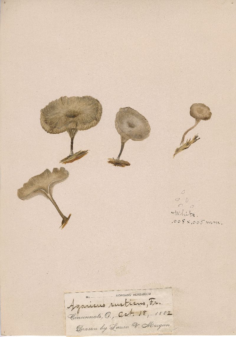 Arrhenia rustica image