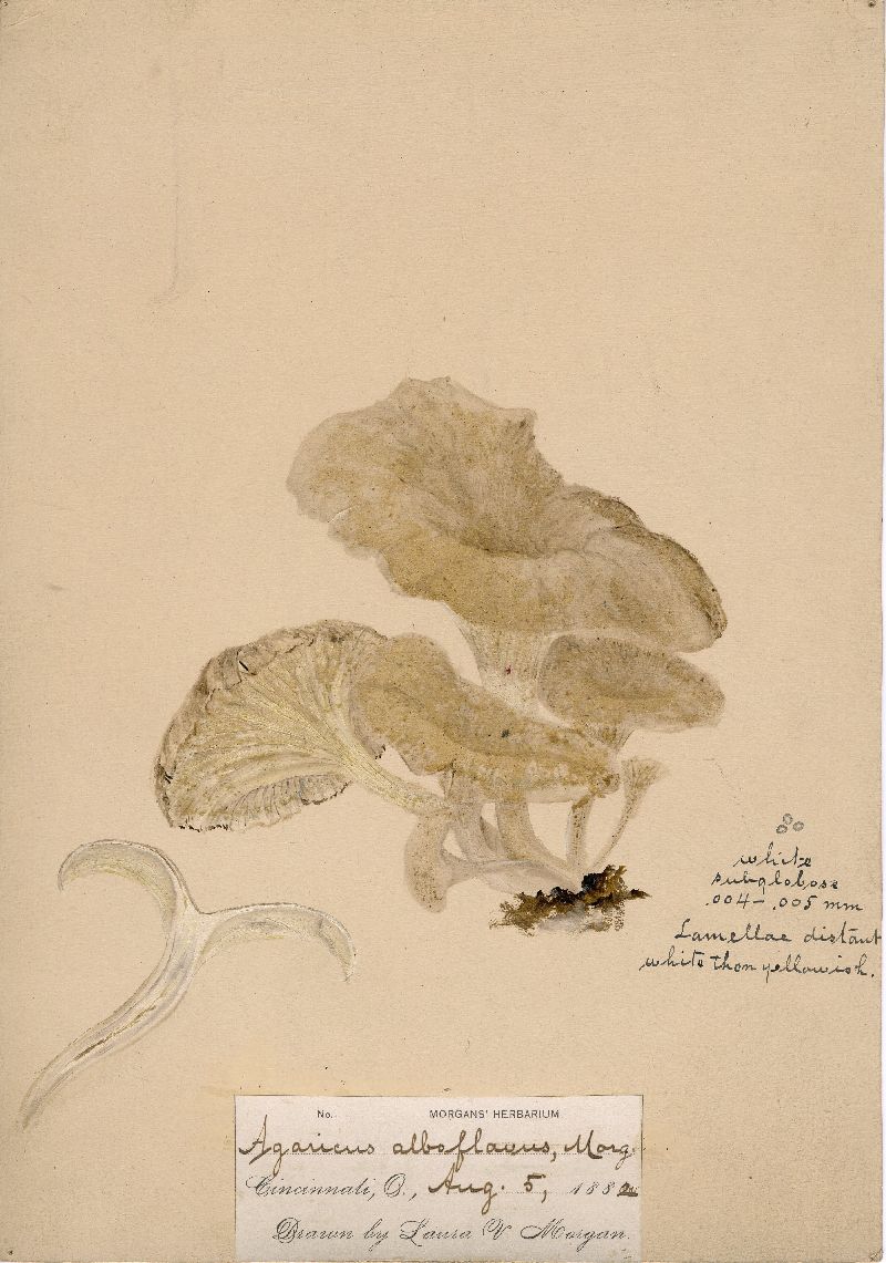 Agaricus alboflavus image
