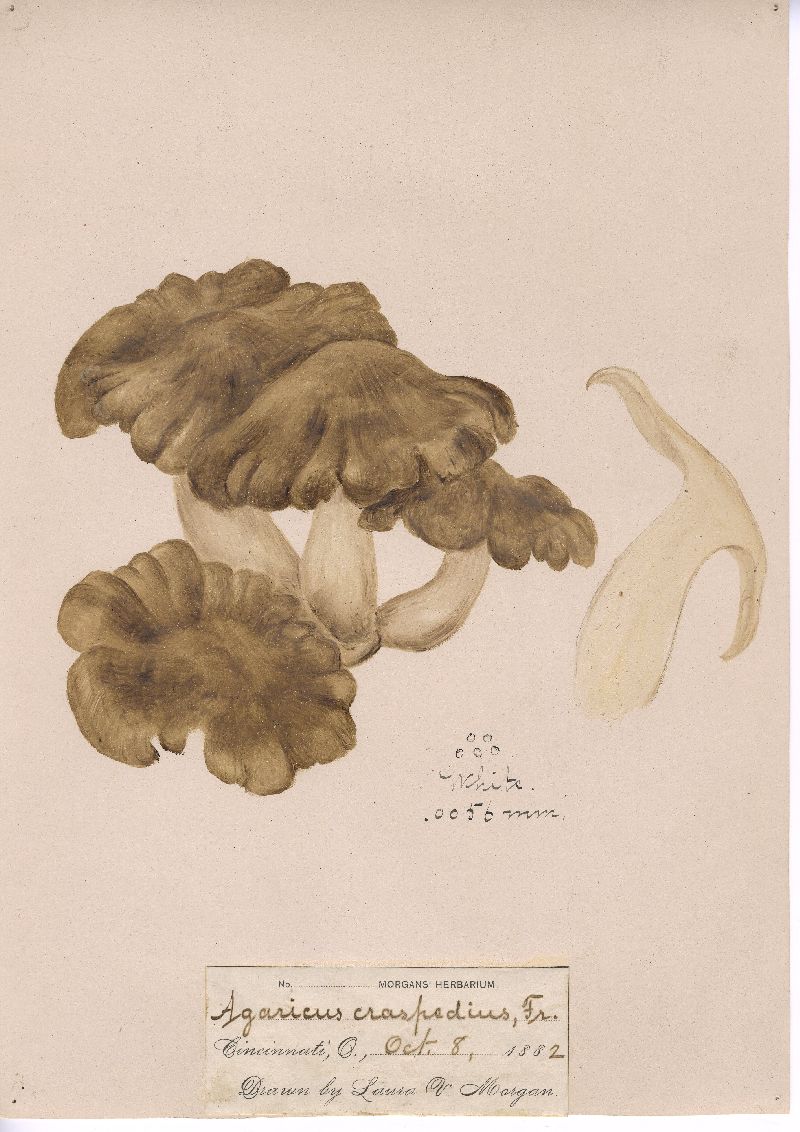 Pleurotus craspedius image