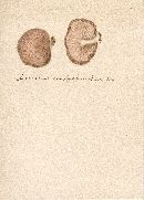 Rhodotus palmatus image