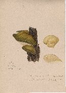 Agaricus serotinus image