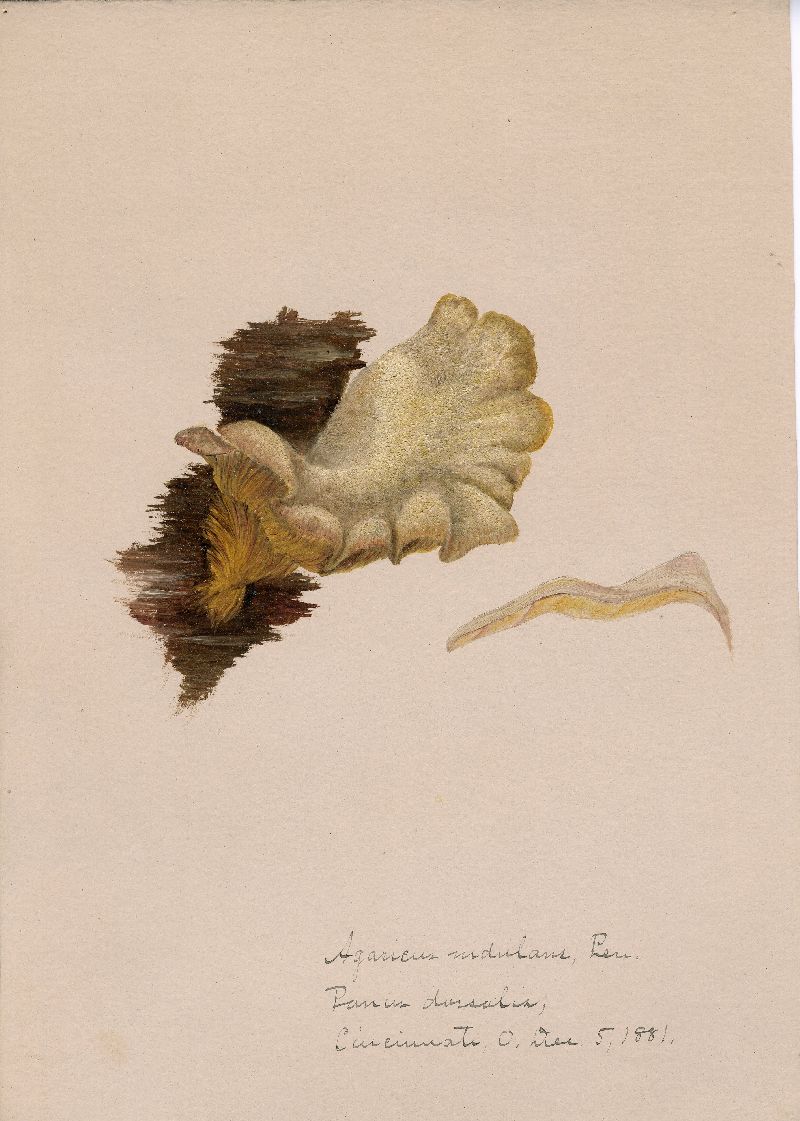 Agaricus nidulans image