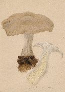 Entoloma sinuatum image