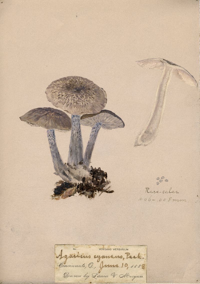 Agaricus cyaneus image