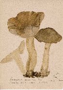 Entoloma sinuatum image