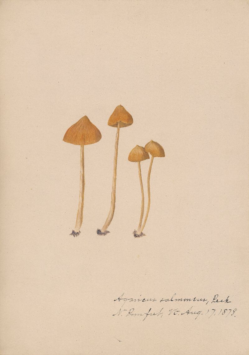 Agaricus salmoneus image