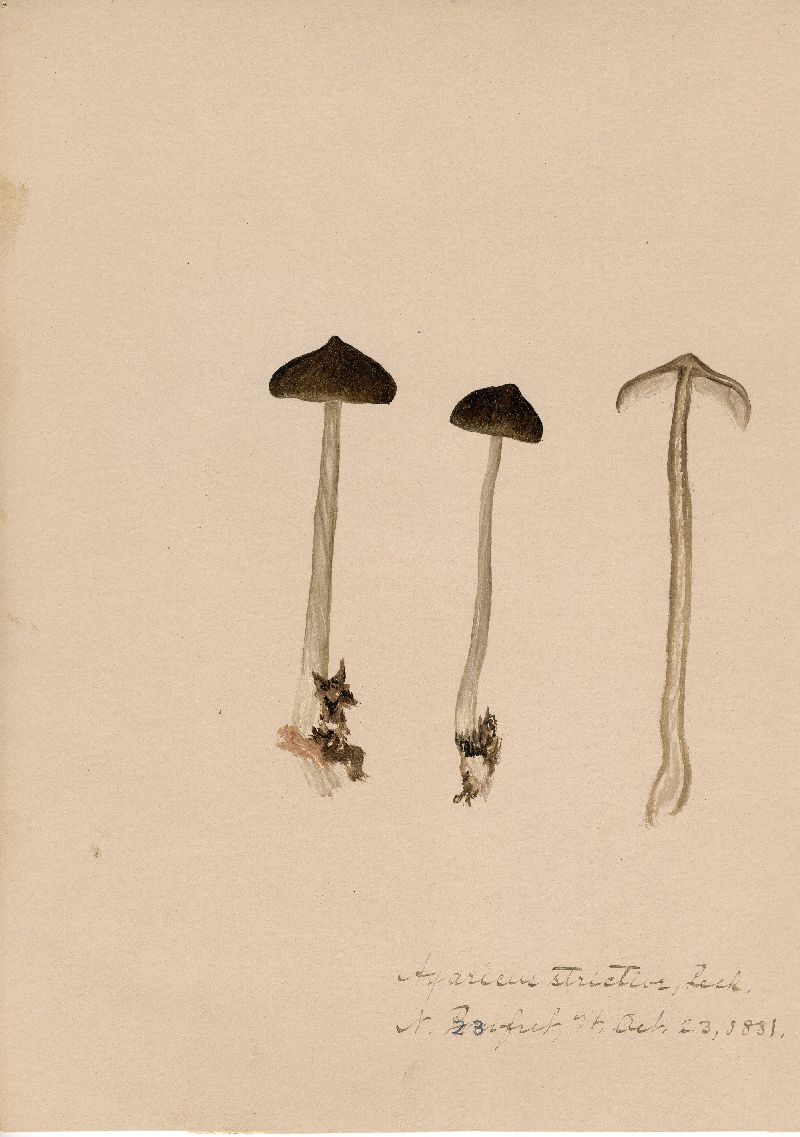 Agaricus strictior image