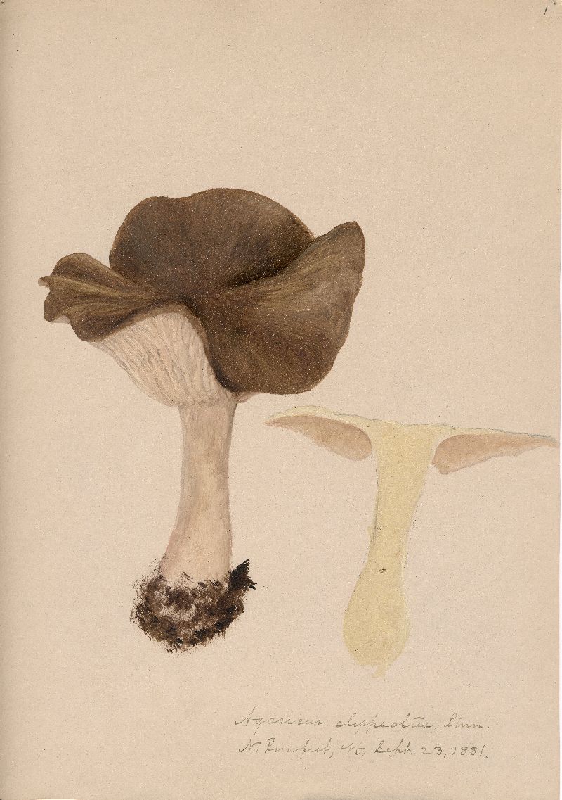 Agaricus clypeatus image