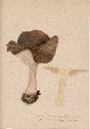 Agaricus clypeatus image