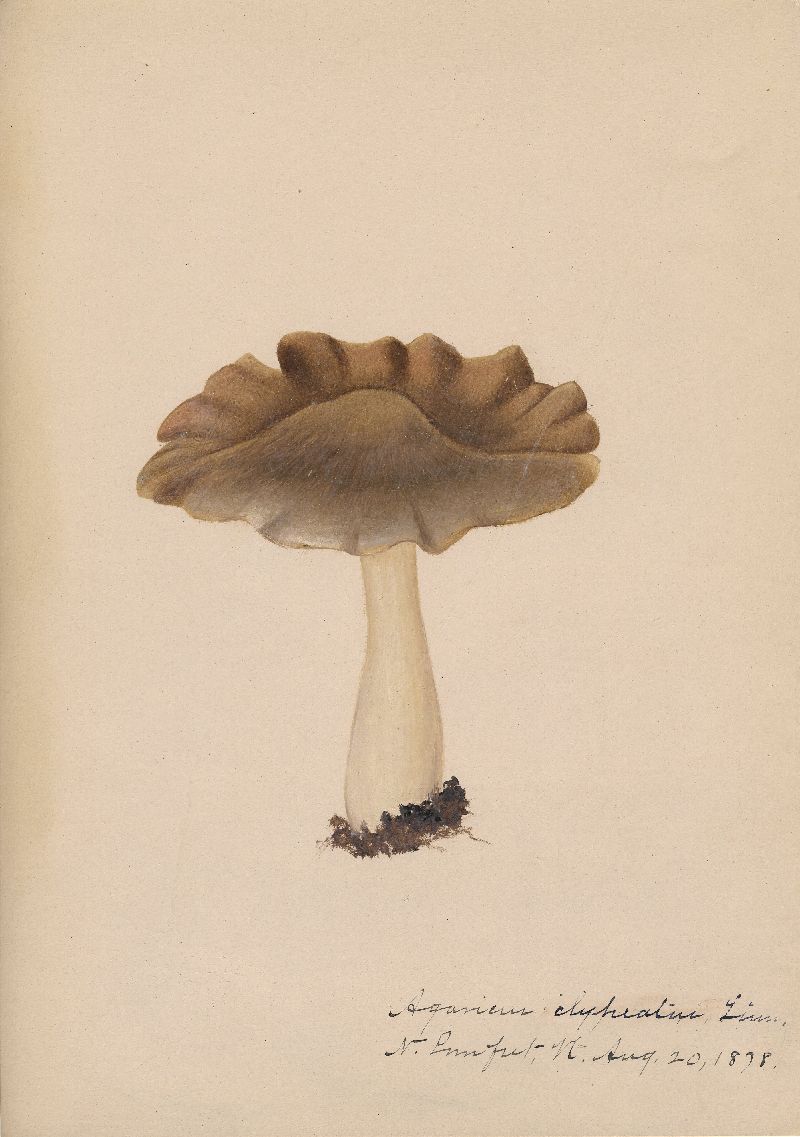 Agaricus clypeatus image