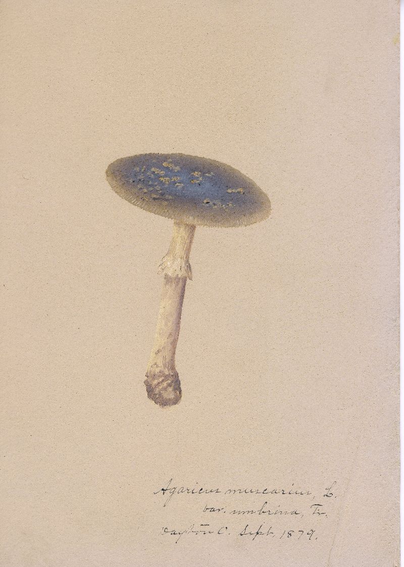 Amanita regalis image