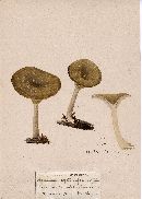 Pseudoclitocybe cyathiformis image