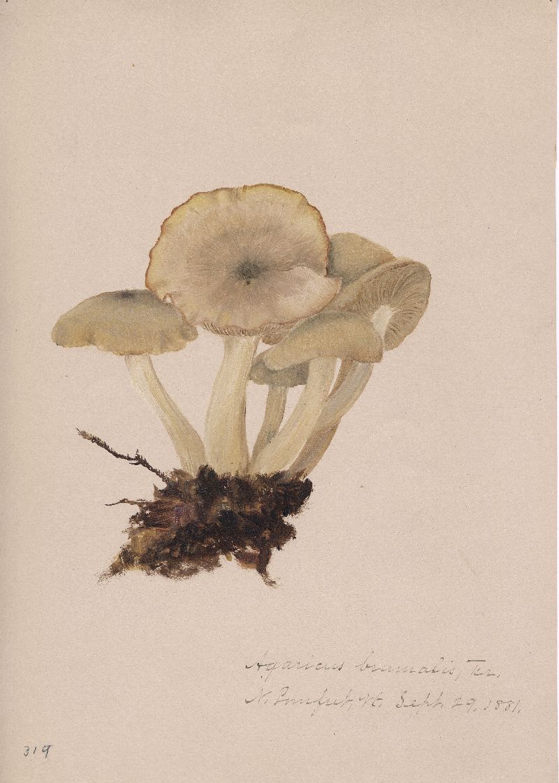 Clitocybe brumalis image